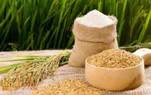 Giá gạo châu Á bắt đầu hạ nhiệt