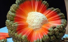 Loại quả dại mọc đầy Việt Nam, là vị thuốc quý ngàn năm của nhiều nước trên thế giới