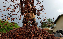 Một loại nông sản phá kỷ lục về giá trong vòng 46 năm trên thế giới, Việt Nam nắm giữ sản lượng hơn 4.500 tấn/năm