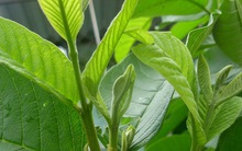 Loại lá thường bị vứt đi nhưng tốt tới không ngờ, giúp "quét sạch" mỡ máu, ngừa đột quỵ