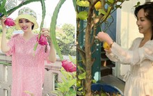 Cây trái trĩu quả trong penthouse, biệt thự triệu đô