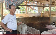 Tổng đàn heo giảm hơn 20%, cảnh báo nguy cơ đắt đỏ vì thiếu hụt dịp cuối năm