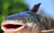 3 bộ phận chứa nhiều độc tố nhất của cá bạn biết càng sớm càng tốt