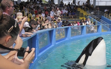 Bi kịch đau lòng của chú cá voi sát thủ bị giam cầm hơn nửa thế kỷ, qua đời ngay trước khi được thả tự do