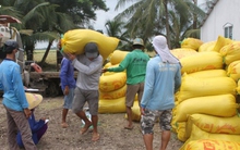 Giá gạo Việt Nam cao nhất thế giới, cả nước còn bao nhiêu gạo để xuất khẩu?