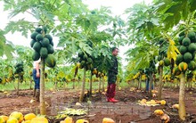 Vụ 'bùng hàng' nghìn tấn đu đủ: Công ty Nafoods chuyển gần 3 tỷ đồng