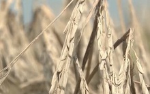 Biến đổi khí hậu - yếu tố gây lạm phát toàn cầu