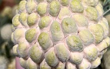 Loại trái cây được đấu giá 100 – 220 triệu đồng/quả: Chuyên gia liệt kê những công dụng tuyệt vời