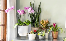 Cải thiện không gian sống với những ý tưởng trồng cây trong nhà