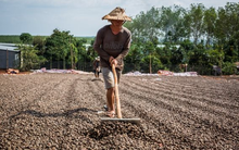 Một loại hạt của Indonesia đang ồ ạt tràn vào Việt Nam với giá rẻ bất ngờ mặc dù nước ta xuất khẩu đứng đầu thế giới