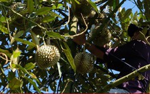 Đầu nậu “thổi giá” sầu riêng, người dân tự ý phá hợp đồng với đối tác