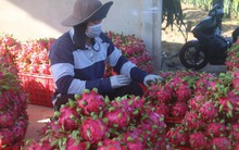 Xuất khẩu rau quả giảm tốc trong tháng 7