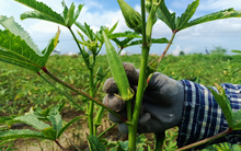 Một loại nông sản giá chỉ 30.000 đồng/kg nhưng là “vàng xanh” ở Nhật Bản, bán “đắt như tôm tươi” trong khi người Việt không mấy khi dùng