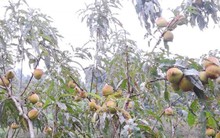 Thu nhập khủng từ việc trồng loại quả chua chua, giòn ngọt trên vùng núi sương mù, mưa phùn