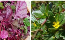 Phát hiện 2 loại rau sống thọ mọc đầy ở Việt Nam nhưng ít người biết