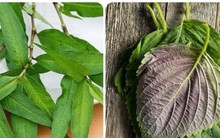 5 loại rau thơm giúp sống khỏe mọc đầy ở vườn nhà