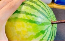 Cắm đũa vào quả dưa hấu có tác dụng gì?
