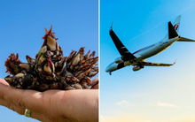 Sinh vật tí hon hứa hẹn giải mã bí ẩn lớn nhất lịch sử ngành hàng không khiến 239 người biến mất không dấu vết