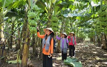 Có một "thủ phủ" trái cây khách du lịch ít biết ở Đồng Nai