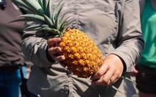 Loại quả có thể bán hơn 300 triệu đồng/trái, trồng 7 năm mới được thu hoạch, nhưng lại không bán để phục vụ tiêu dùng