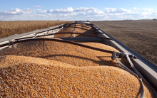 Không phải gạo, một loại hạt của Ấn Độ đang đổ bộ Việt Nam với giá rẻ bất giờ, xuất khẩu tăng mạnh trong 7 tháng đầu năm