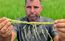 Đây là thứ tàn phá "kho gạo" Ấn Độ đẩy giá gạo Việt Nam, Thái Lan tăng vọt