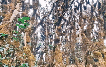 Phát hiện cánh rừng nguyên sinh kỳ bí như trong phim Hollywood ở ngay vùng núi phía Bắc Việt Nam, du khách nhận xét cảnh đẹp như chốn thần tiên