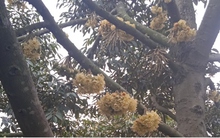 Sầu riêng hết mùa sốt giá, nhà vườn tích cực chăm sóc vườn cây