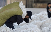 Một loại nông sản của Mỹ đổ bộ Việt Nam với giá rẻ chưa từng có: Chi hơn 1,6 tỷ USD “gom hàng” trong 7 tháng đầu năm, Việt Nam nhập khẩu đứng thứ 3 thế giới