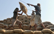 500.000 tấn gạo Ấn Độ bị hoãn xuất khẩu do thuế mới