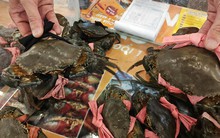 Giá tôm hùm, cua biển ra sao trong dịp lễ 2-9?