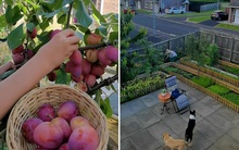 Ngắm vườn rau diếp, bí ngòi ở miền quê nước Anh được hàng chục nghìn người "hâm mộ"