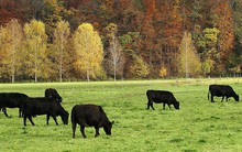 Sống ở thành phố không đủ ăn, người đàn ông về quê khởi nghiệp chăn nuôi, bỏ túi hơn 600 triệu/năm