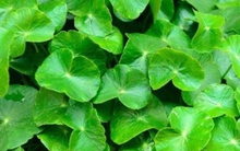 Loại rau mọc dại ven đường, là ‘phương thuốc quý’ cho sức khỏe ít người biết