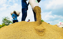 Gạo xuất khẩu vượt 610 USD/tấn, giá lúa "mở mắt ra là tăng"