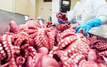 Một loại hải sản của Việt Nam được người Anh mê tít, nhập khẩu 6 tháng đầu năm tăng nóng gần 800% về lượng và 700% về giá trị