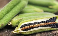 Loại hạt nhỏ xíu bán đầy chợ Việt, là ‘vựa’ dinh dưỡng, bảo vệ sức khỏe toàn diện