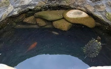 Đào giếng xong người xưa thường thả rùa vào,  biết được lý do ai cũng khâm phục