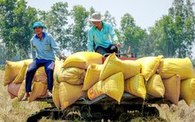 Nhiều nước cấm xuất khẩu, Việt Nam thu hàng tỷ USD từ gạo liệu có nên ‘thừa thắng xông lên’?