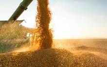 Cường quốc 'hạt ngọc trời' ban lệnh cấm xuất khẩu: Nước nào bị ảnh hưởng nặng nề nhất?