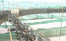 Giá tôm nguyên liệu ở mức thấp nhất từ đầu năm