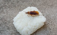 Cổ phiếu công ty này đã giảm tới 8,6% vì một con gián