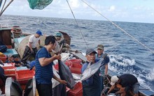 Lý do một ngư dân cứ ra khơi là thu về tiền tỷ