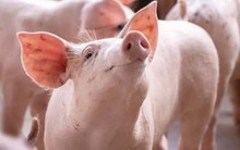 Cổ phiếu doanh nghiệp chăn nuôi heo đồng loạt bứt phá mạnh, có mã tăng gần 90% sau 4 tháng