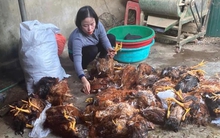 8.000 con gà bị chết ngạt, dân làng trắng đêm hỗ trợ làm thịt bán