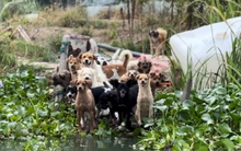 Người phụ nữ thuê trọn hòn đảo, giấu gia đình một mình nuôi hơn 200 chú chó lang thang