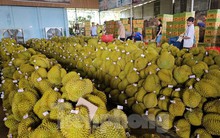 Ngỡ ngàng việc làm đẹp cho 'nữ hoàng' trái cây trước khi xuất ngoại