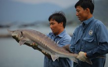 Cá tầm Việt Nam của đại gia Lê Anh Đức âm 51 tỷ đồng vốn chủ sở hữu sau khi mua lại hơn nghìn tỷ trái phiếu trước hạn