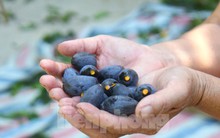 ‘Vàng đen’ vào mùa, vì sao thương lái ngậm đắng nuốt cay?