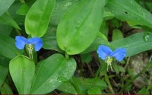 Loài rau dại mọc khắp nơi nhưng ít người biết là thuốc khoẻ gan, tốt cho khớp